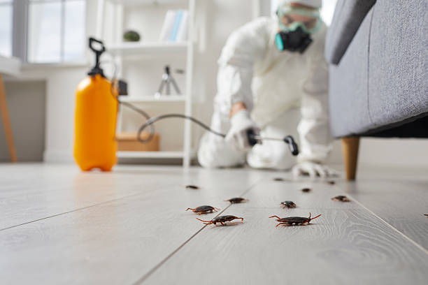 Affordable Termite Control solutions in Goodman, MS